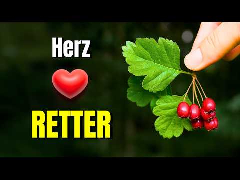 Hawthorn: Nature's underrated heart saver – and how to recognize it!