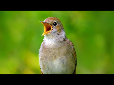COMMON NIGHTINGALE SINGING | RELAXING VIDEO | BIRD TRAINING | FOREST SONG | slavík obecný