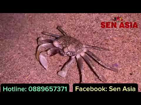 BIỂN NHA TRANG VỀ ĐÊM - PRAIA DE NHA TRANG À NOITE