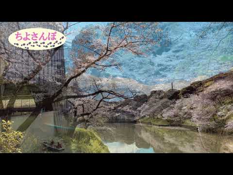 2019_ちよさんぽ１　千鳥ヶ淵の桜