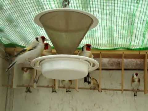 Carduelis Major Gardelin Stieglitz