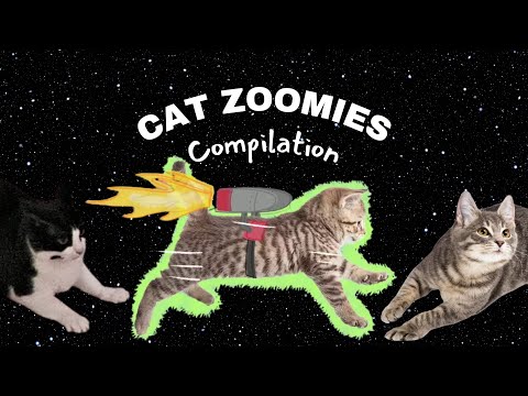 Cat Zoomies