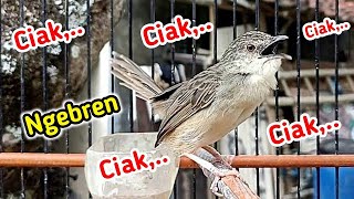 Download lagu Pancingan Cigun Agar Bunyi dan Cepat Ngriwik, Cigun Bahan Auto Emosi mp3