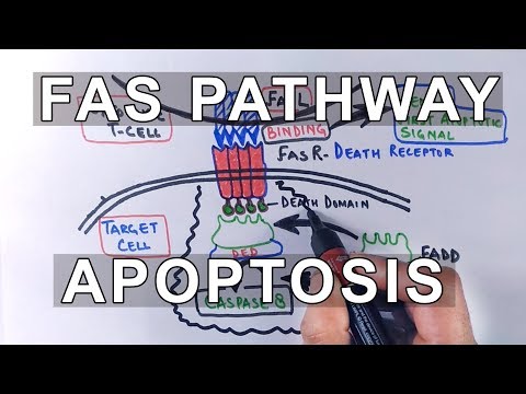 Extrinsic Pathway of Apoptosis | FAS Ligand Mediated