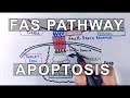 Extrinsic Pathway of Apoptosis | FAS Ligand Mediated