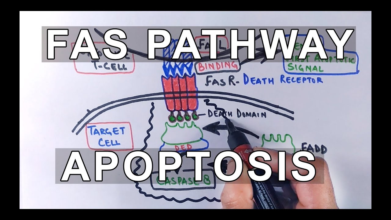 Extrinsic Pathway of Apoptosis | FAS Ligand Mediated