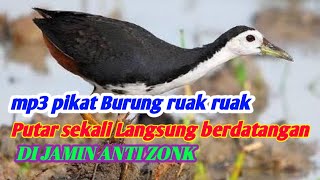Download lagu Suara pikat Burung ruak ruak truwok paling ampuh ANTI ZONK 100% ✅✅✅ mp3