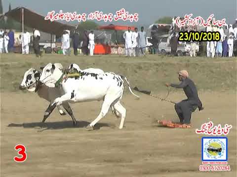 Bul Race In Pakistan Sunny Video Fateh Jang 23 10  2018 NO3