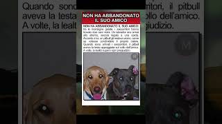 Il pitbull che non ha abbandonato il suo amico.