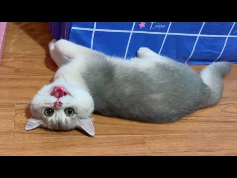 A hyperactive Leo cat vs toy dolphin 🤪 Oh my God too cute and funny
