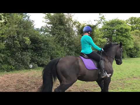 Dressage meets Trec - what a challenge!