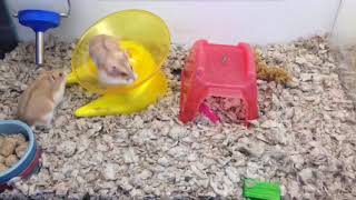 Petco Hamsters