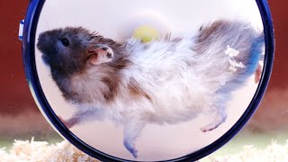 Chubby Hamsters In Slow Motion