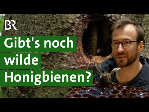 Bienen im Wald? Forscher auf der Suche nach wild lebenden Honigbienen | Unser Land | BR