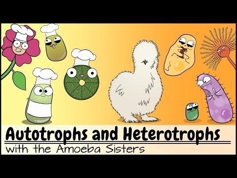 image-What is the different between autotrophic and heterotrophic?