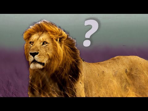 Šta radi jedan LAV? // Motivacija / Psihologija uspeha