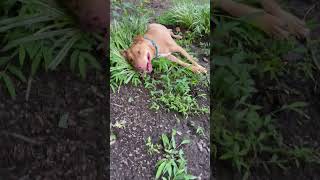 Video preview image #1 American Staffordshire Terrier-Unknown Mix Puppy For Sale in Holly Springs, NC, USA