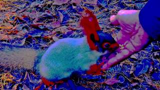 Grown Up Fairy Tales - Taylor Bennett ft. Chance the Rapper and Jeremih (Lyrics)