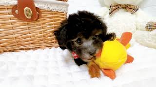 トイプードルの動画01