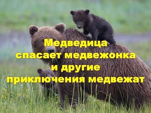 Медведица спасает медвежонка и другие приключения медвежат.