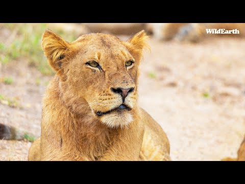 WildEarth - Sunset Safari -  17 March 2024