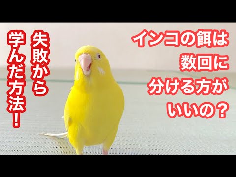 なぜ鳥たちは餌箱に来ないのですか？羽鳥を引き寄せるための適切な解決策  庭園