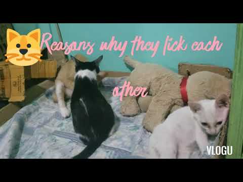 Why do Cats lick each other?