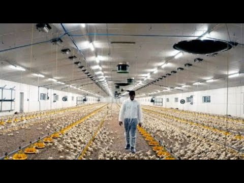 Tierleid vom Fließband Part 1