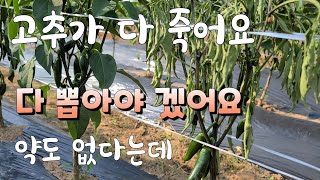고추가 다 죽어요 약도 없다는데? 시들시들 다 뽑아야 겠어요 ^^긴급