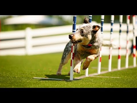 The Pet Lovers at Purina Believe in the Potential of Dogs