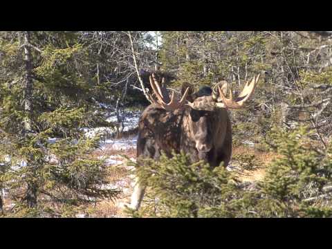 STOR ELGOKSE I TELEMARK