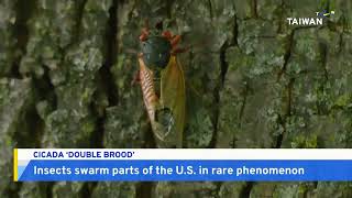 Cicadas Swarm Parts of the U.S. in Rare 'Double Brood' Event | TaiwanPlus News