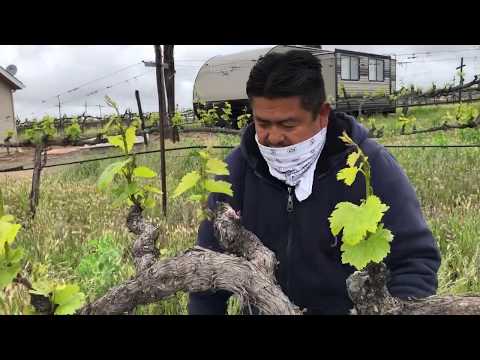 SWA Suckering Wine Grapes