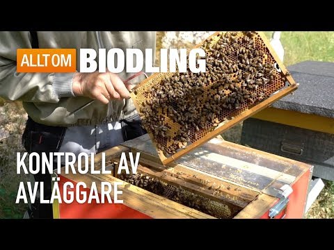 Kontroll av avläggare - Biodling