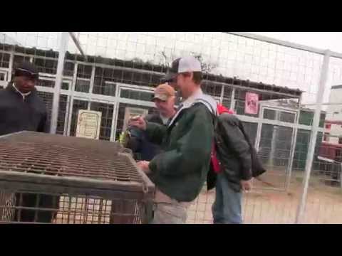 27 Re-Homed Tigers Lions Leopards and Mountain Lions GW Rescue Park on Joe Exotic TV