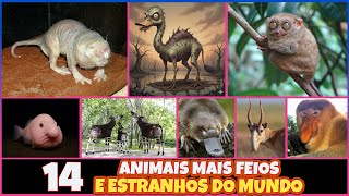14 ANIMAIS MAIS FEIOS E ESTRANHOS DO MUNDO