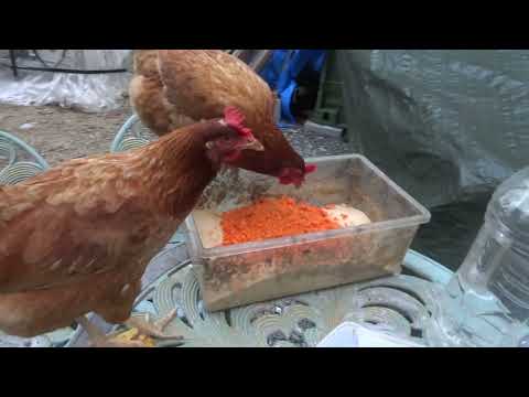 欠乏症を避けるために、冬に産卵する鶏に最適な餌は何ですか?