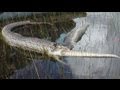 (Video) Perut Ular Meletup, Gagal Hadam Buaya