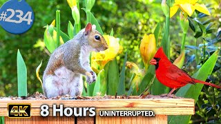Cat TV for Cats 😻 8 Hours of Birds 🐦 and Squirrels 🐿Feeder  Uninterrupted CatTV @LensMyth