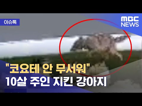 # 아이를 공격한 코요테를  공격하는 강아지