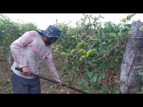 como fazer adubação do maracujá de forma simples e rápida