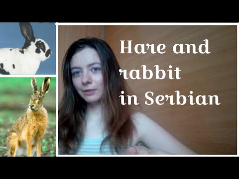 Hare and rabbit - difference in Serbian language - Short everyday Serbian lesson
