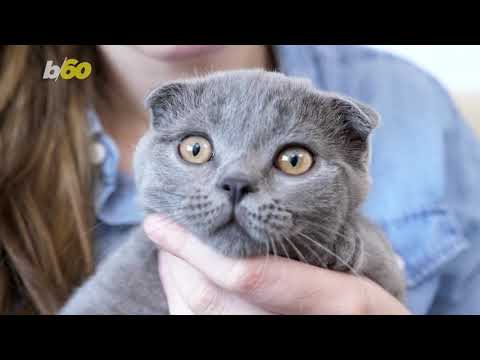 Do Cats Recognize Their Names? - YouTube