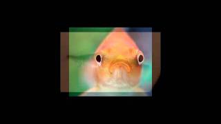 The Goldfish Song - Giles Winterton