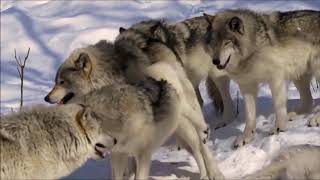 mating Wolf El apareamiento de dos lobos