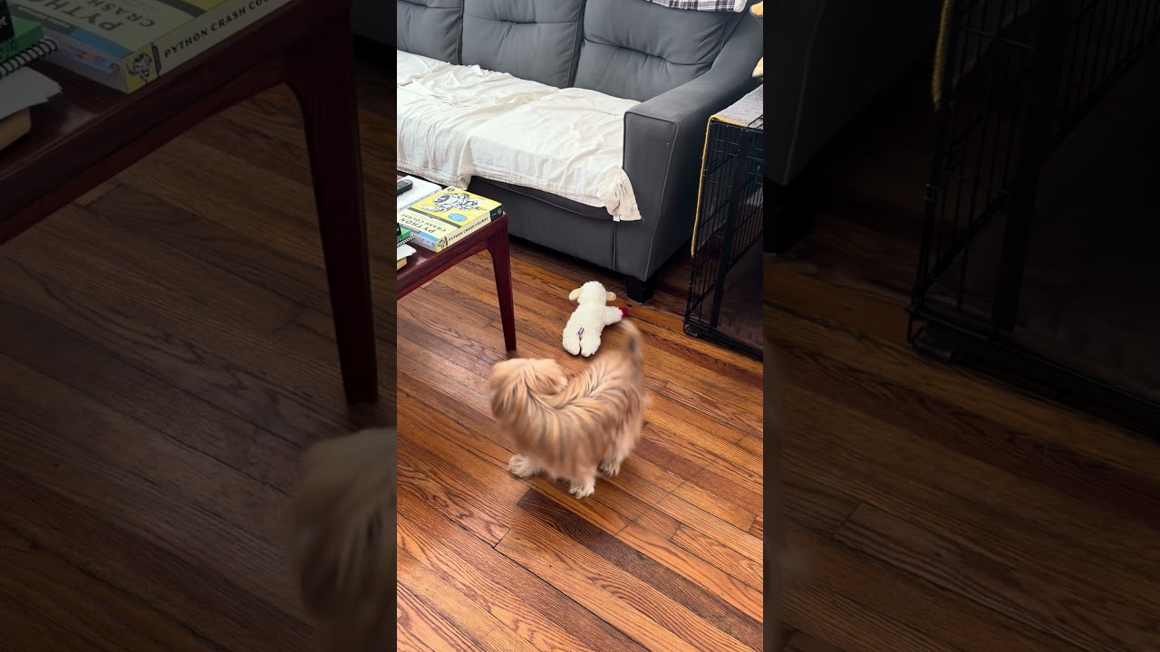 Enlarge Jayna, a Adoptable Shih Tzu in Durham, NC video 6/6