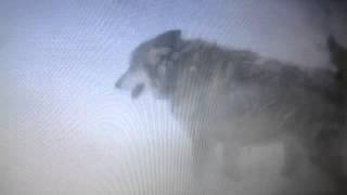 "If (Jeannie's Song)" Fan Video