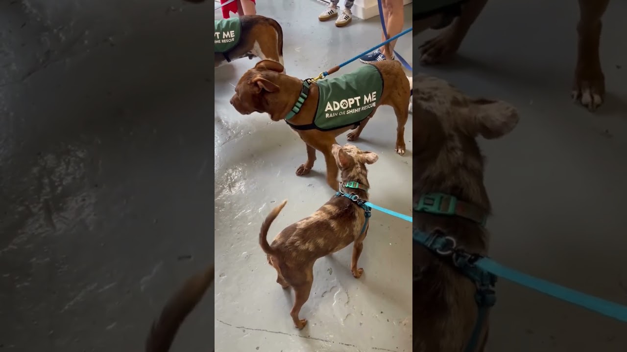 Happy Together, an adopted mixed breed in New York, NY video 5/5