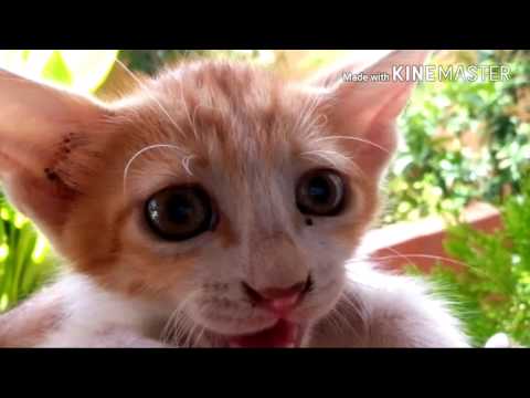 story of a kitty called tiger.......very sad