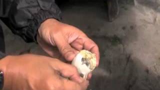 preview picture of video 'Have you ever eaten a Duck's Embryo called Balut? Luzon, Philippines'
